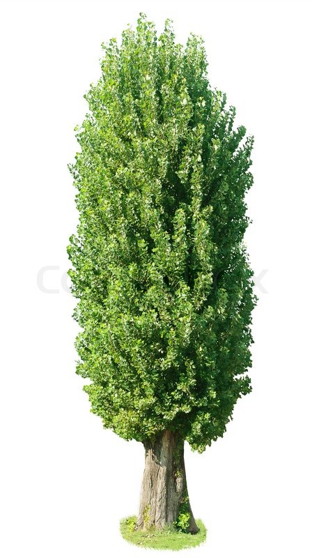 Diagram Of Poplar Tree