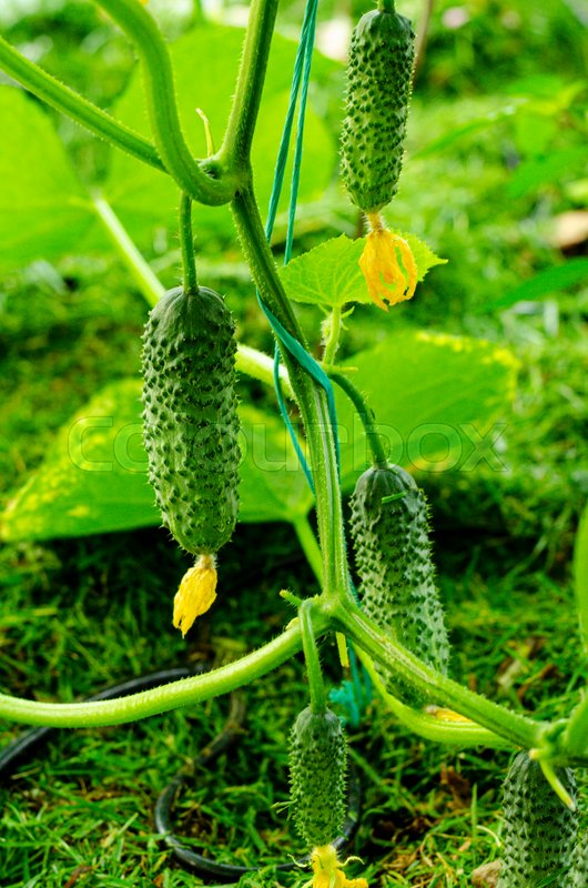 Gherkins cucumbers grow on branch in Stock image Colourbox