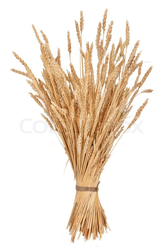 Sheaf of wheat Stock Photo Colourbox