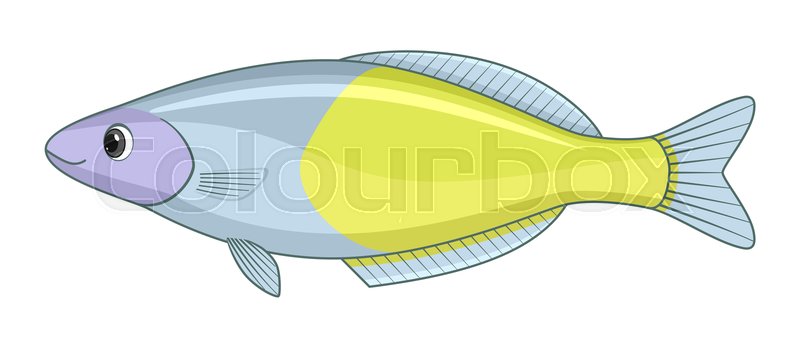 Boesemans rainbow fish on a white ... | Stock vector | Colourbox