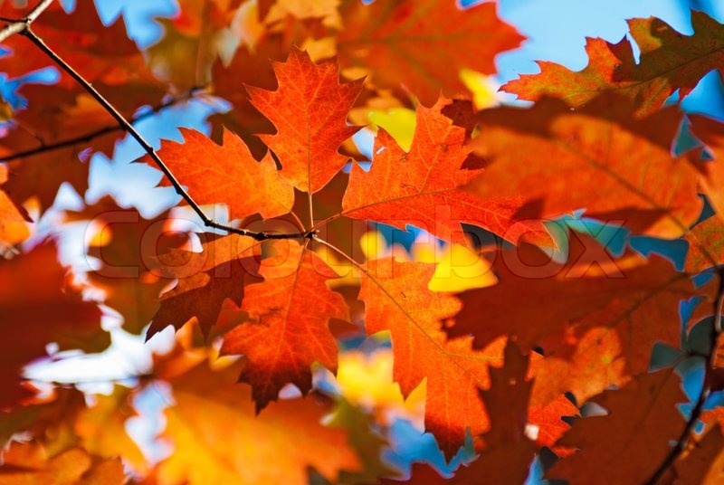 autumn red oak leaves