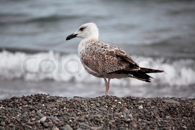 Große weiße Möwe | Stock Bild | Colourbox
