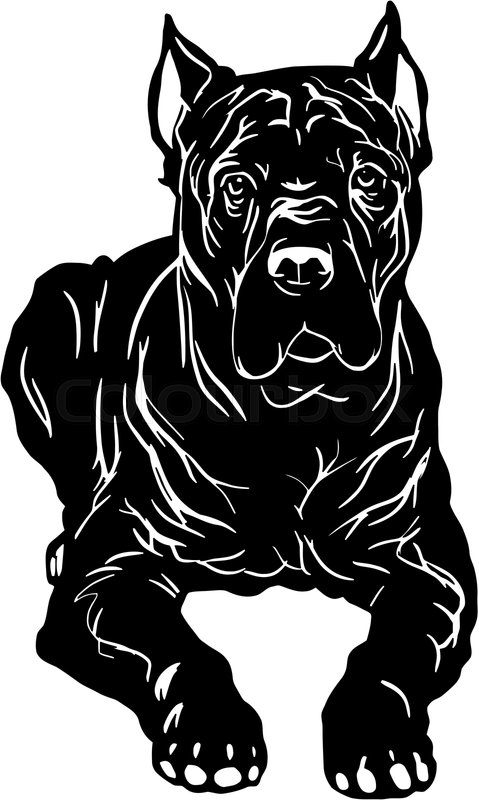 Cane Corso dog - Lying Cane Corso, Dog | Stock vector | Colourbox