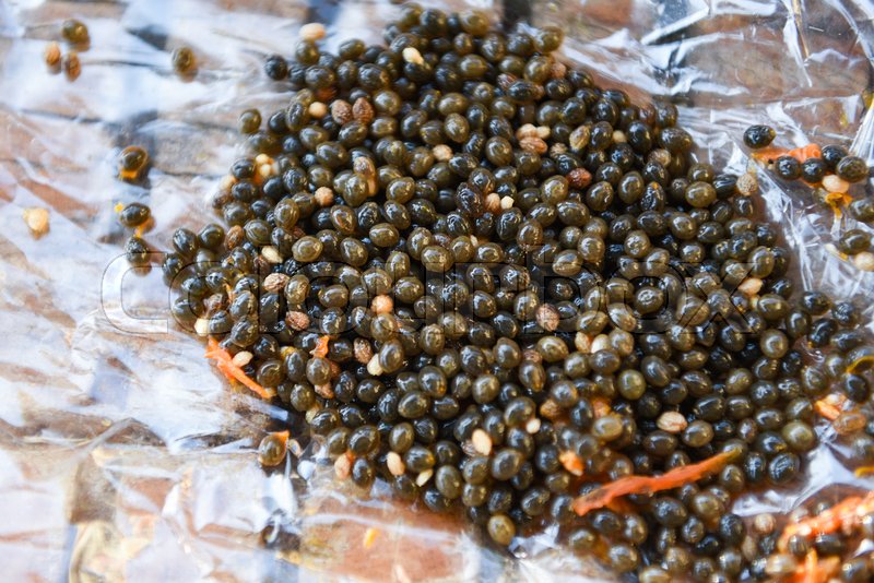 Planting Papaya Seeds From Fruit