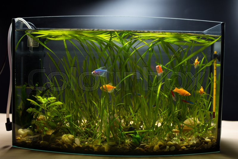Black Aquarium Backgrounds