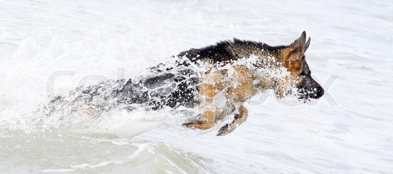 german shepherds and water