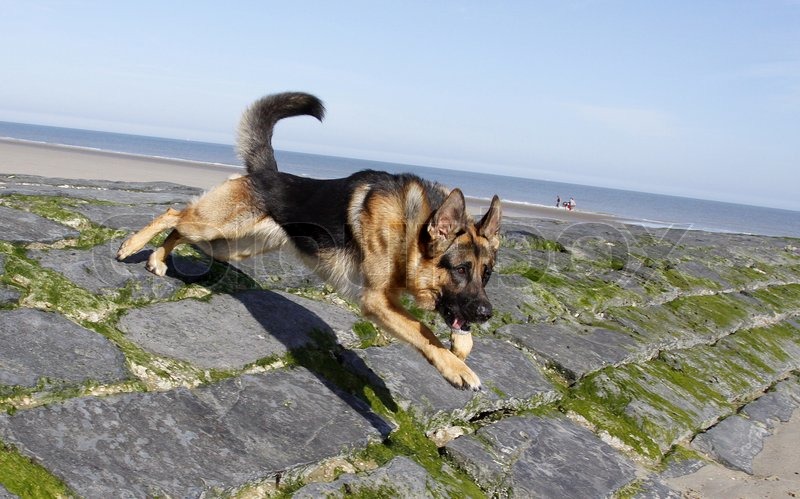 German Shepherd Jumping At See Side Stock Image Colourbox
