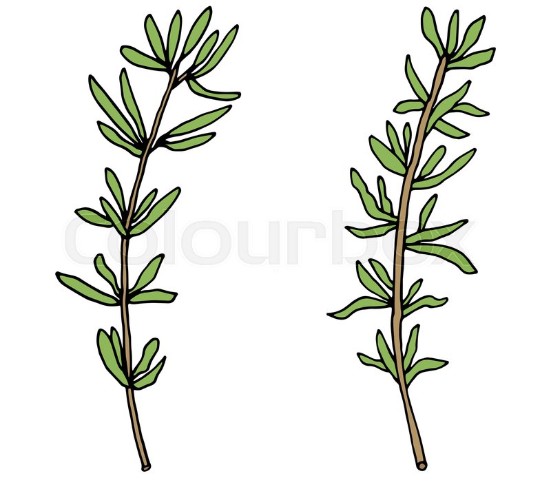 Hand drawing of thyme branch, isolated Stock vector Colourbox