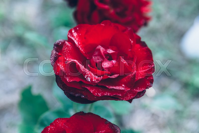 Lovely Red Rose Flower