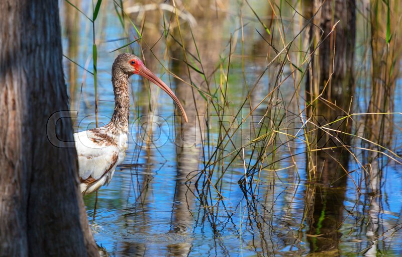 White Ibis in a Everglades National Stock image Colourbox