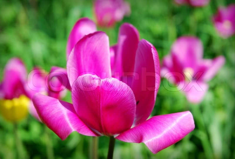 Crimson Curly Tulip | Stock image | Colourbox