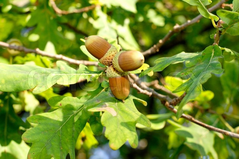 Oak Leaves And Acorns