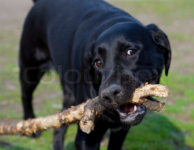 funny labrador pictures