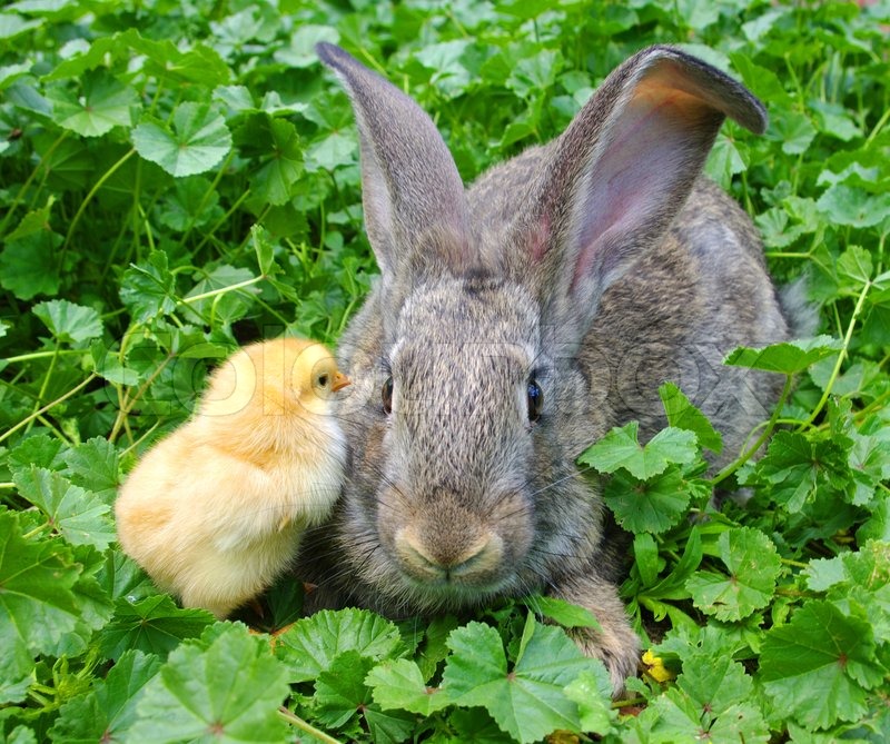 A rabbit and chicken Stock image Colourbox