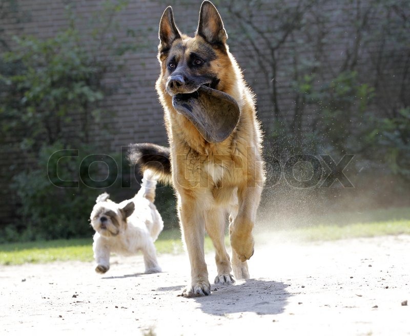 german shepherd frisbee