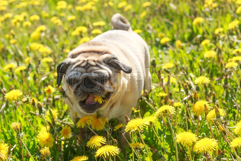 Can Dogs Eat Dandelions