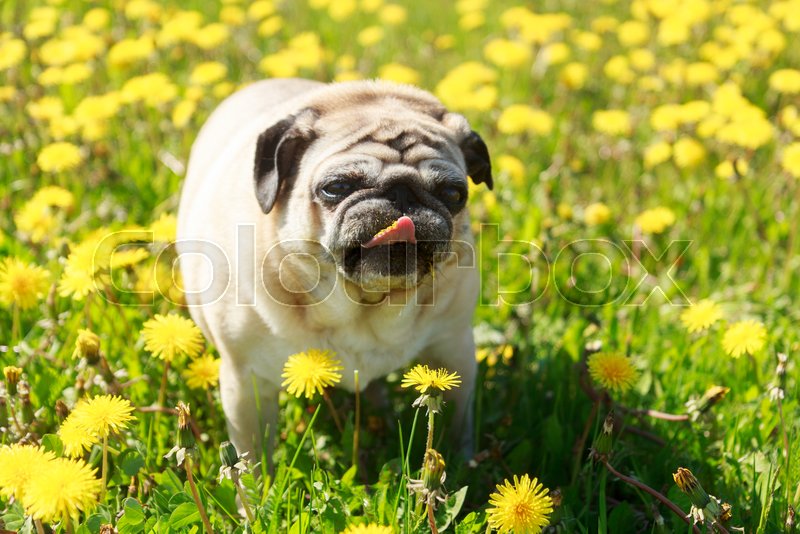 Is It Bad For Dogs To Eat Dandelions