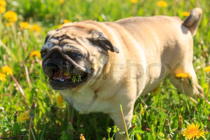 Is It Bad For Dogs To Eat Dandelions