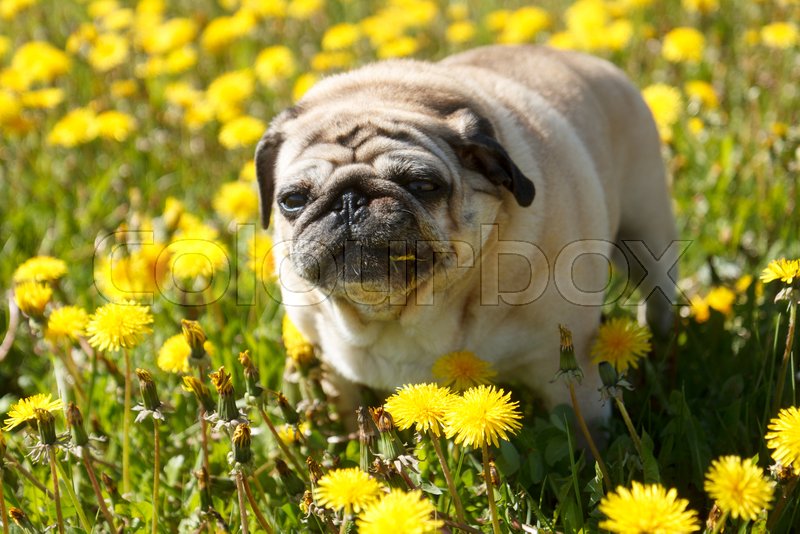 Can Dogs Eat Dandelions