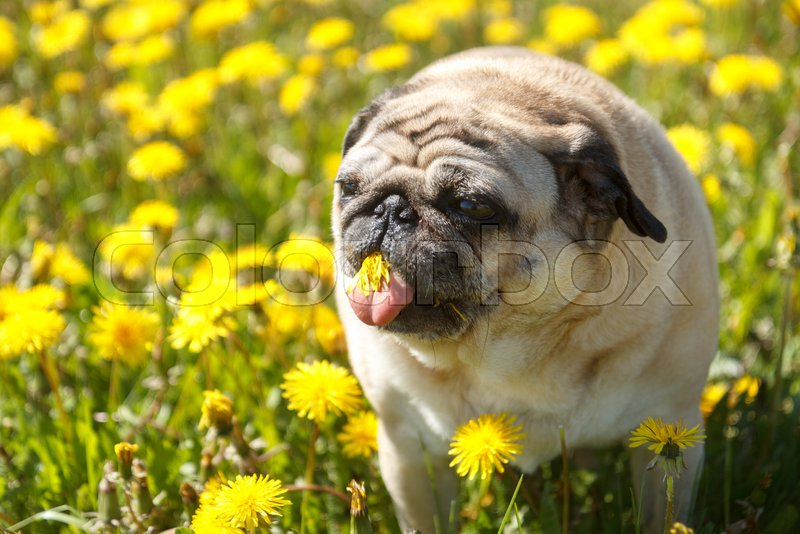 Is It Bad For Dogs To Eat Dandelions