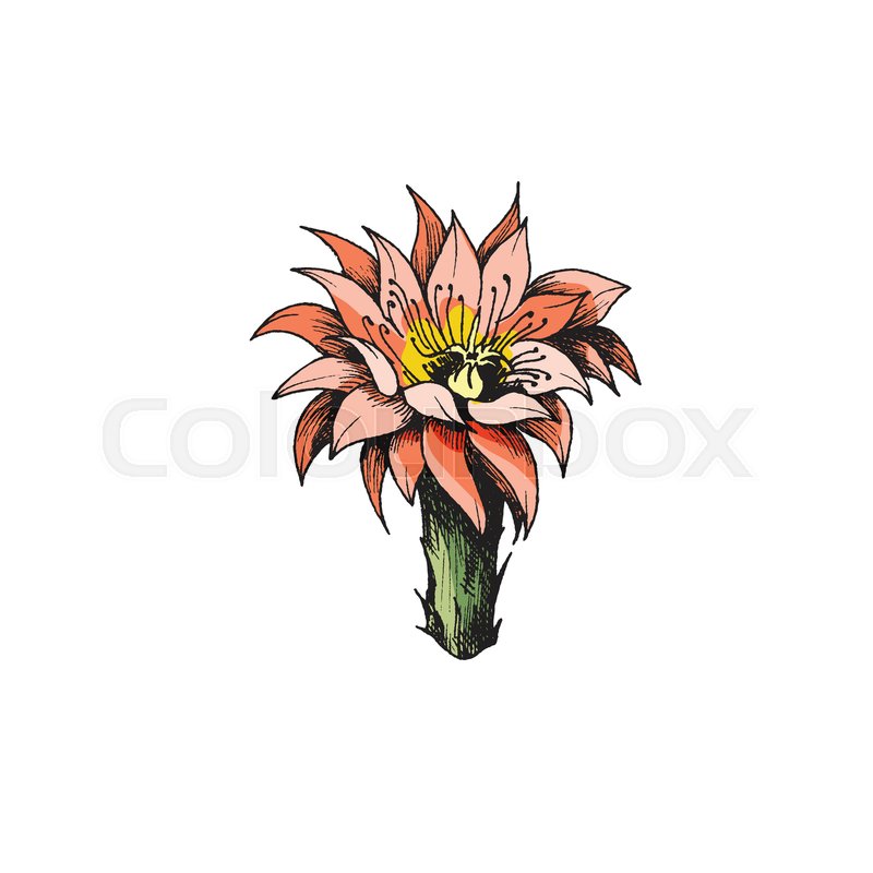 Vintage colored blooming cactus or | Stock vector | Colourbox