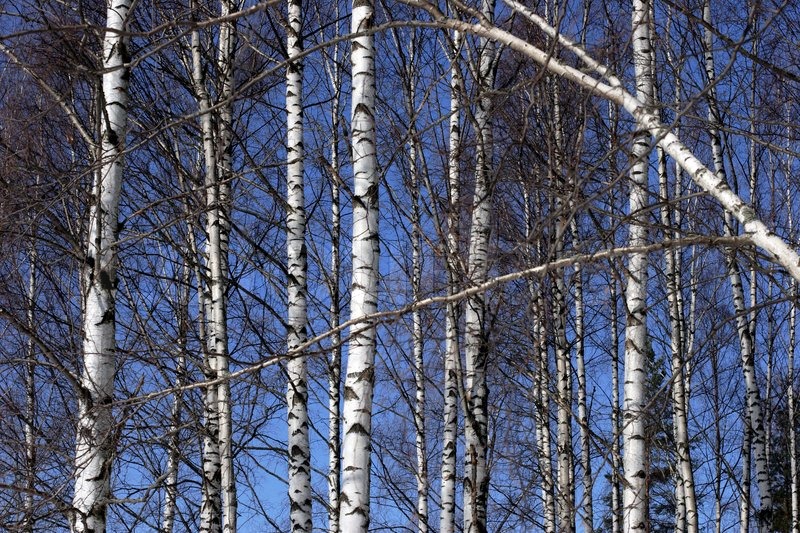 Scandinavian Birch Forest With Naked Stock Image Colourbox