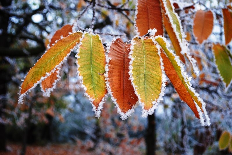 Levelek Stock image Colourbox