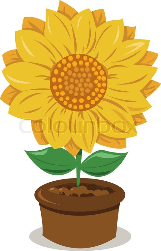 Sunflower in a Pot Stock vector Colourbox