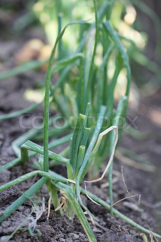 Grüne Zwiebeln im Garten Stock Bild Colourbox