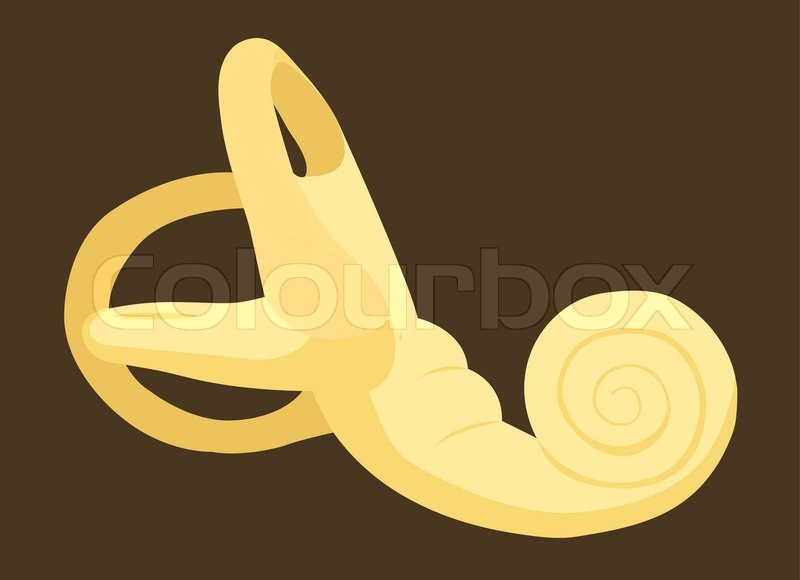 The snailshaped tube in the inner ear Stock vector Colourbox