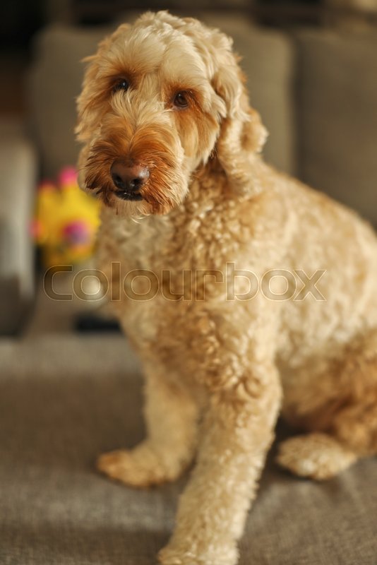 Spoodle Background Spoodle Puppies