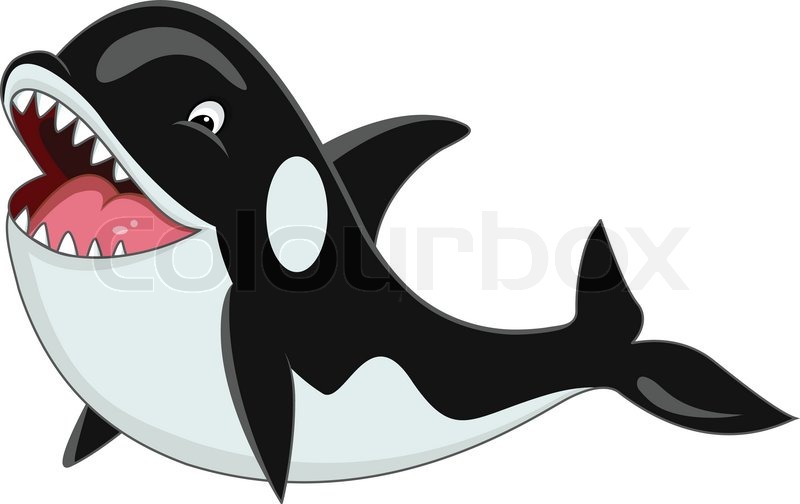 Orca cartoon Stock Vector Colourbox