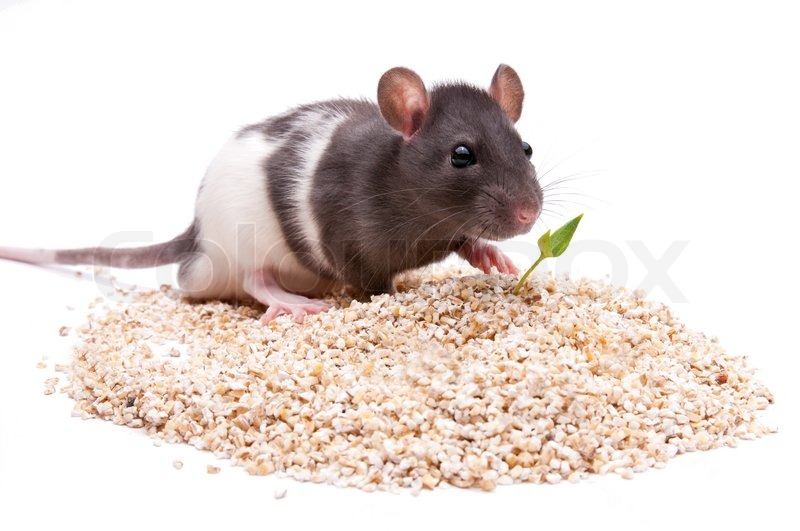 Rodent | Stock image | Colourbox