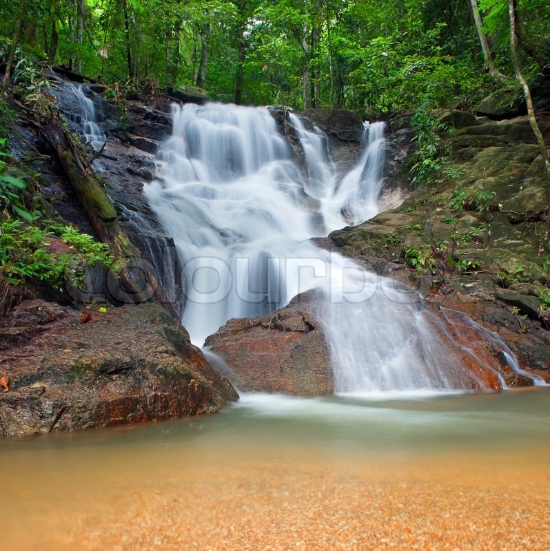 Wilde Dschungel Wald und Landschaft | Stock Bild | Colourbox