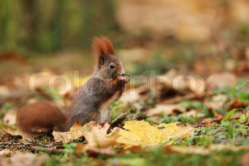 Deciduous Forest Squirrel