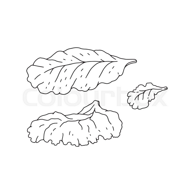 Salad greens vector illustration. Stock vector Colourbox