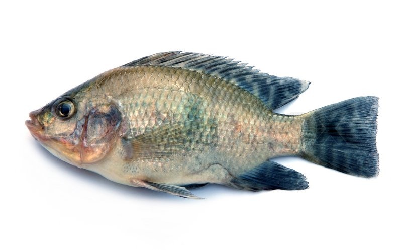 Nile Tilapia Fish On White Background Nile Tilapia Fish On White Background