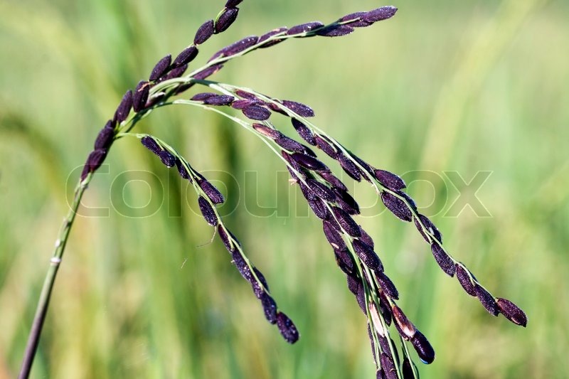 Black rice seeds in feild | Stock image | Colourbox