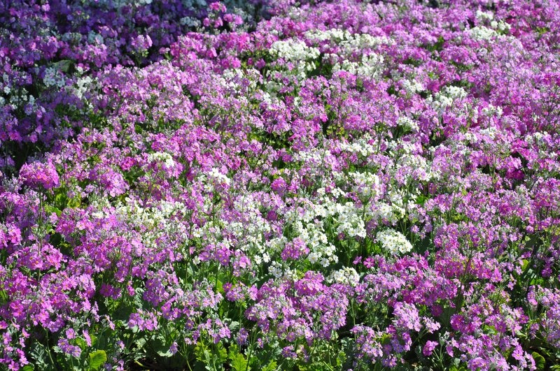 White and violet flower field Stock image Colourbox