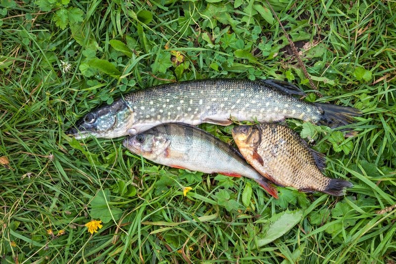 Freshwater fish on the green grass Stock Photo Colourbox Freshwater fish on the green grass Stock Photo Colourbox