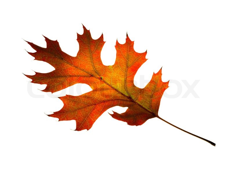 autumn oak leaf isolated