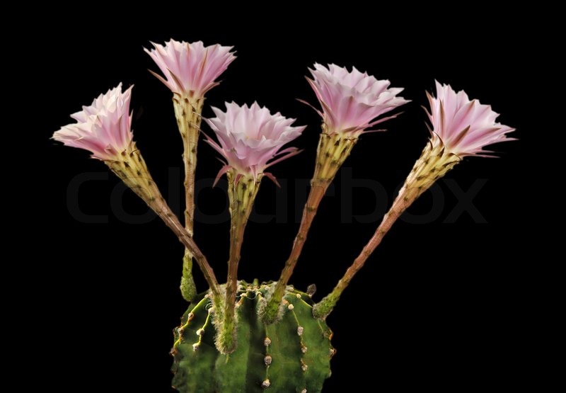 An Easter lily cactus with a flowers Stock image Colourbox