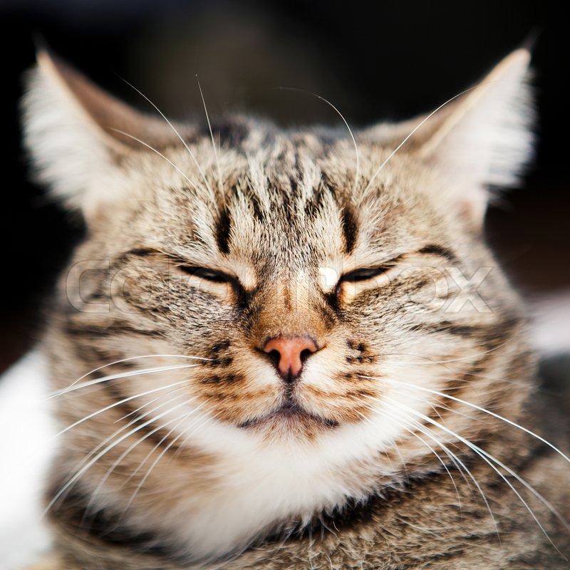 European Cat In Front Stock Photo Colourbox European Cat In Front Stock Photo Colourbox