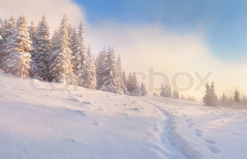 Beautiful winter morning in the | Stock image | Colourbox