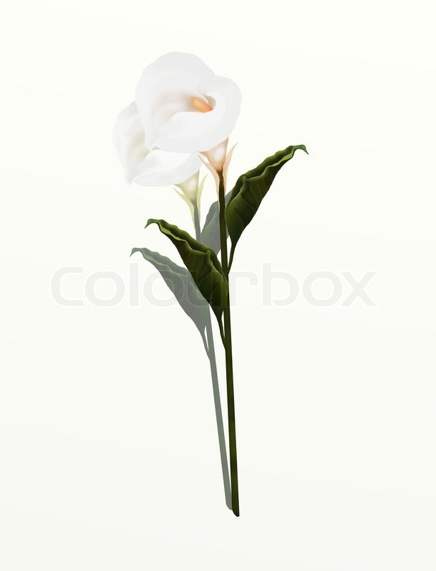 A Beautifully Perfect White Calla Lily Flower, Isolated on White Background | Stock Photo