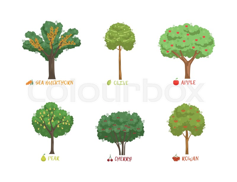 Different Types Of Trees For Kids