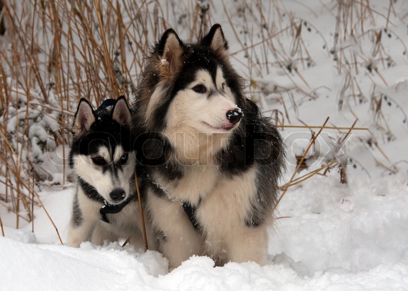 Mackenzie River Husky