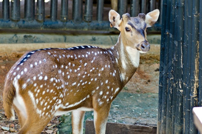 Spotted Deer , Axis Deer Stock Bild Colourbox
