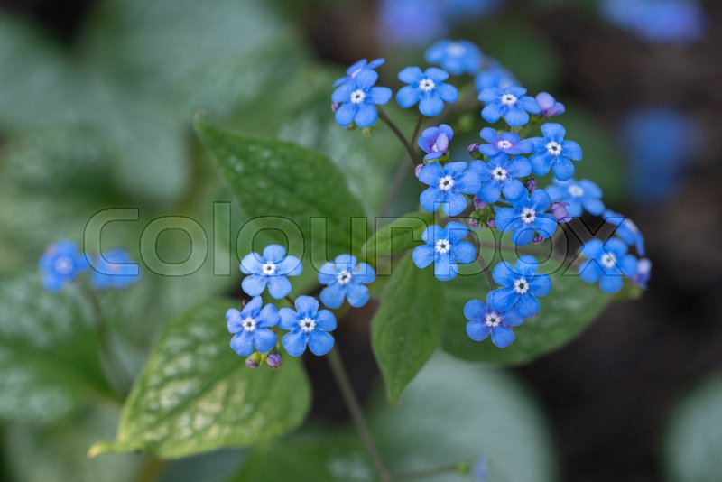Brunnera Macrophylla