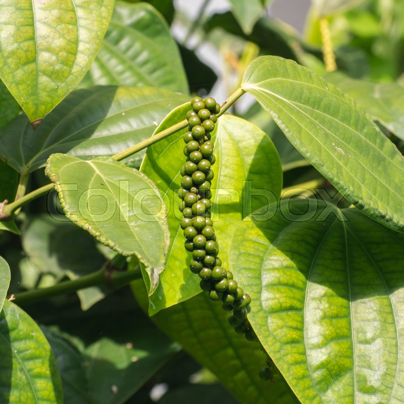 Black Pepper Seeds For Planting